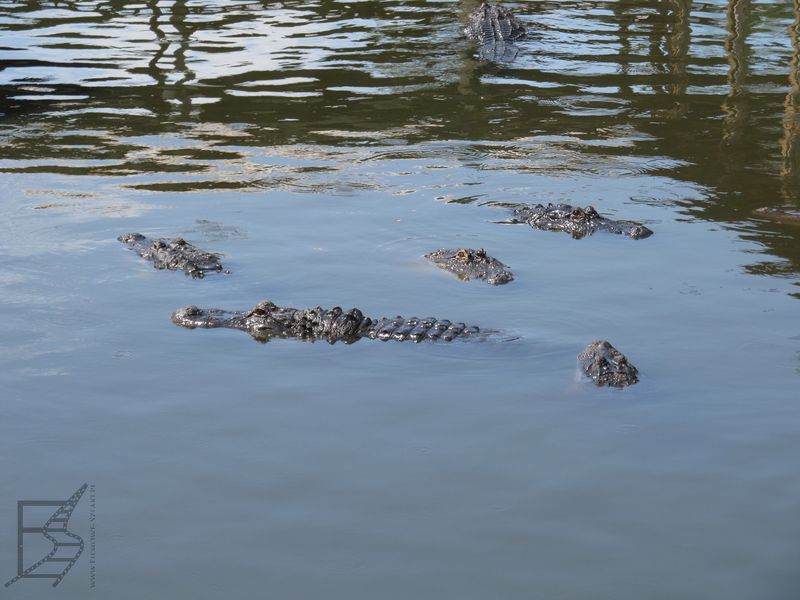 Gatorland