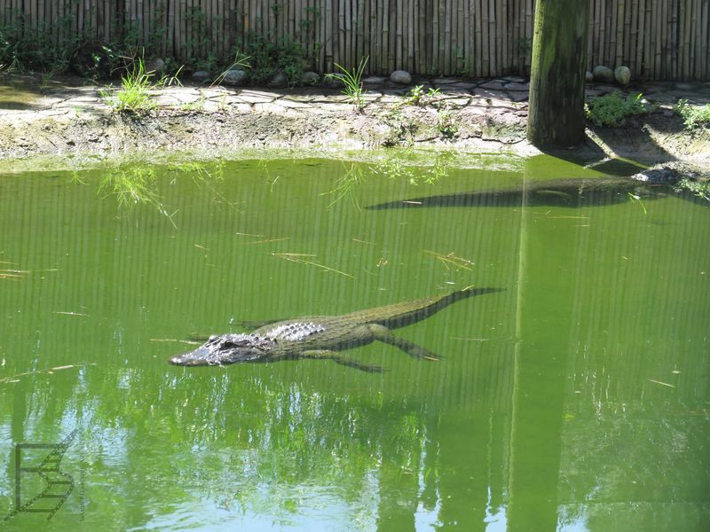 Gatorland