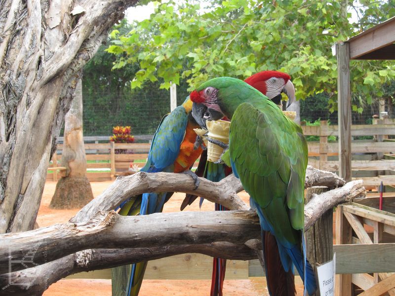 Ary w Gatorland