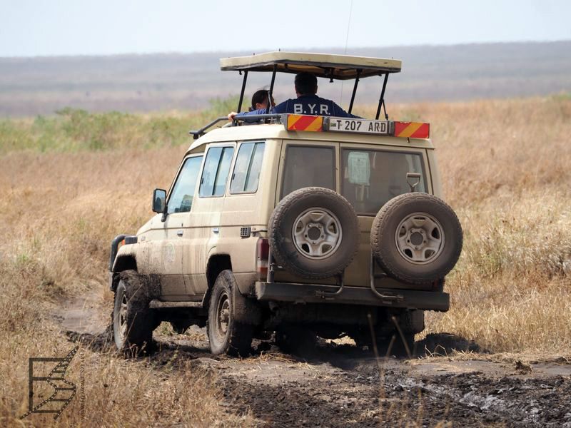 Safari w Serengeti