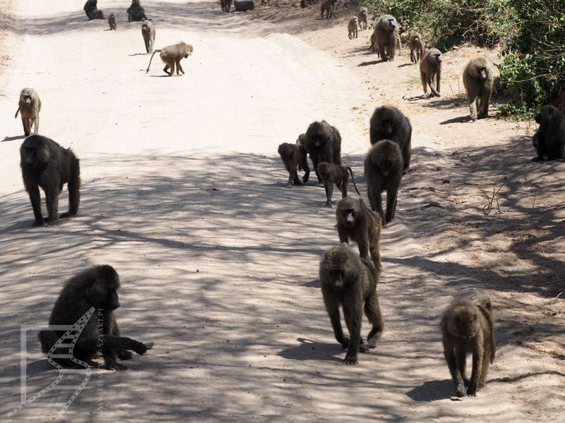 Małpy w PN Jezioro Manyara