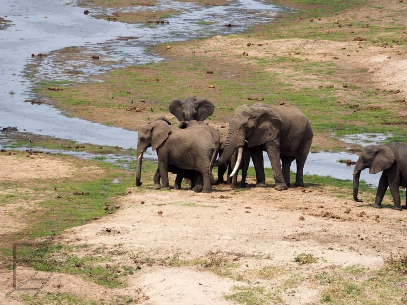 Słonie w Tarangire
