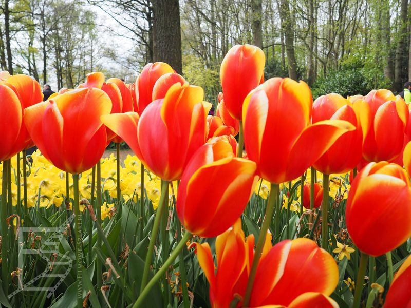 Tulipany w Keukenhof