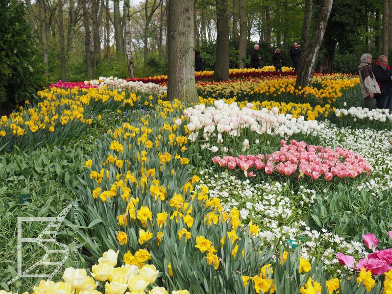 Rabatki kwiatowe nie tylko z tulipanami (są np. żonkile)