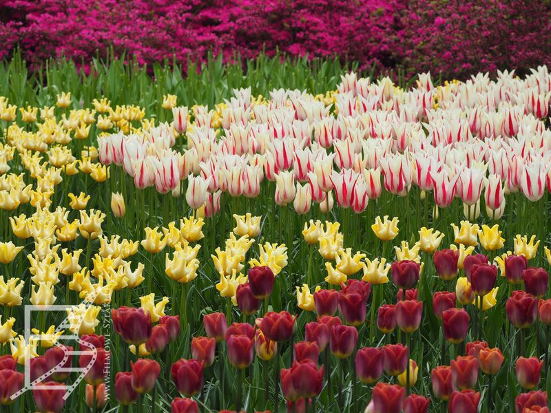 Tulipany w Keukenhof