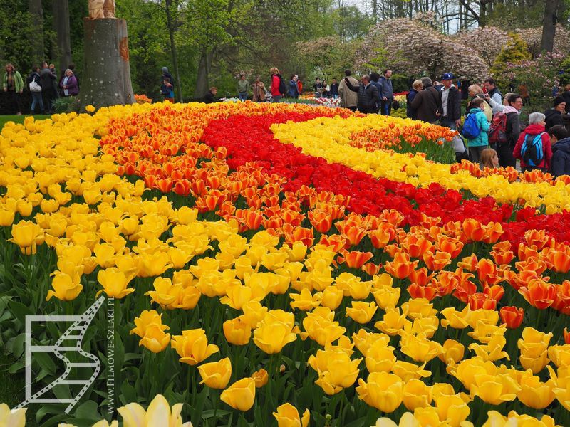 Tulipany w Keukenhof