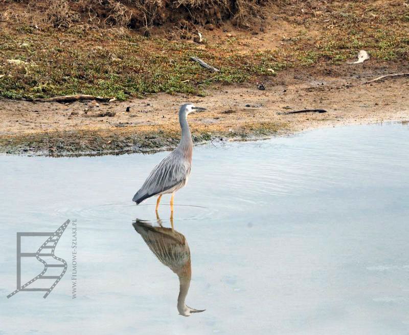 Czapla białolica (Egretta novaehollandiae)