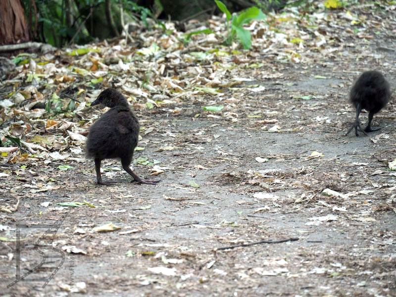 Młoda weka (Gallirallus australis). Waka inaczej jest też zwana kurą maoryską lub kurą leśną.