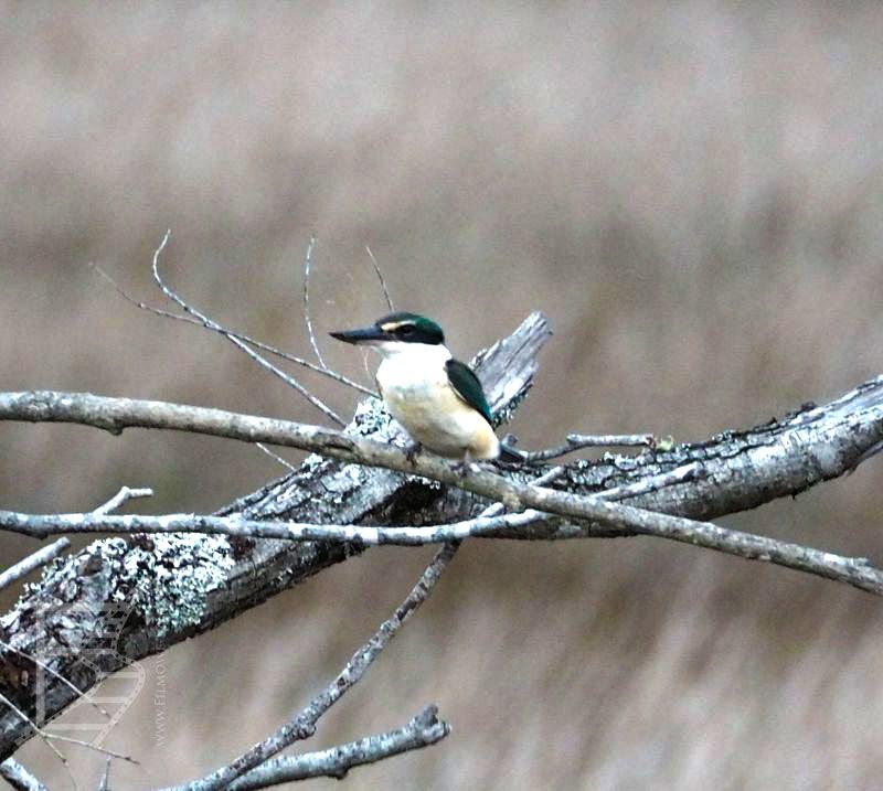 Zimorodek, a dokładniej łowczyk czczony (Todiramphus sanctus) lub po maorysku kōtare.