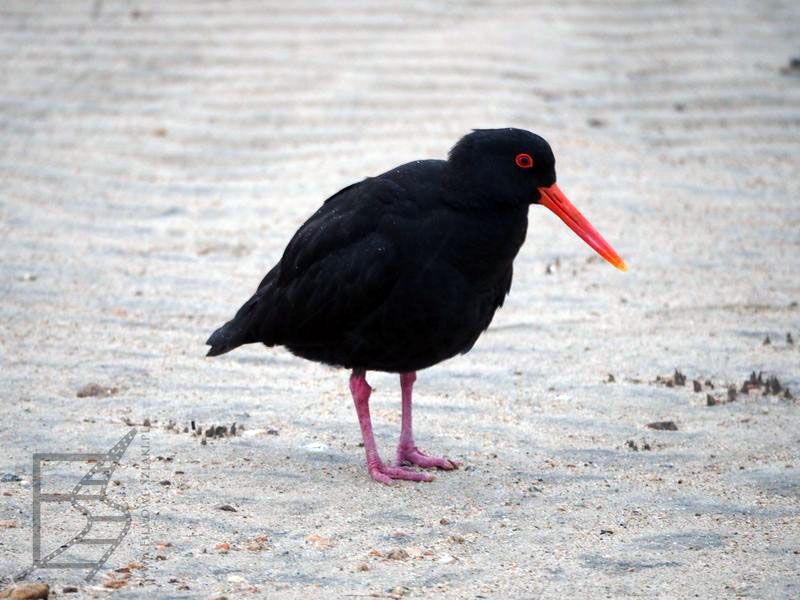 Ostrygojad zmienny (Haematopus unicolor)