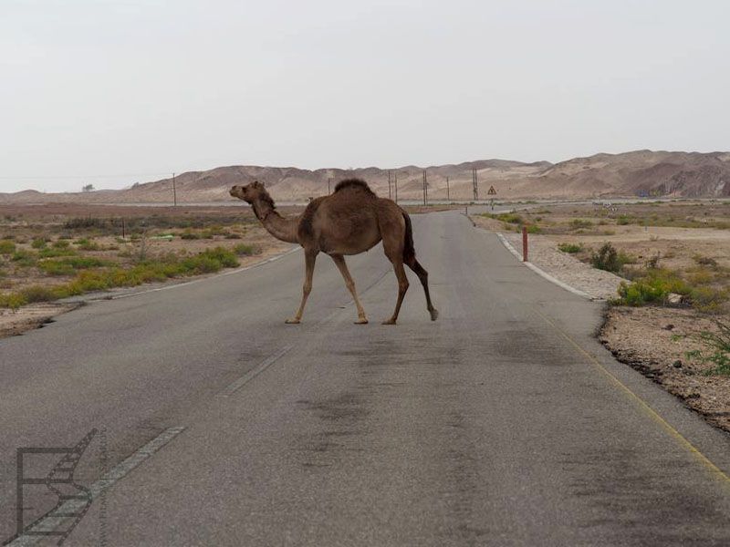 Wielbłąd jednogarbny (dromader) przechodzący przez jezdnię (Oman)