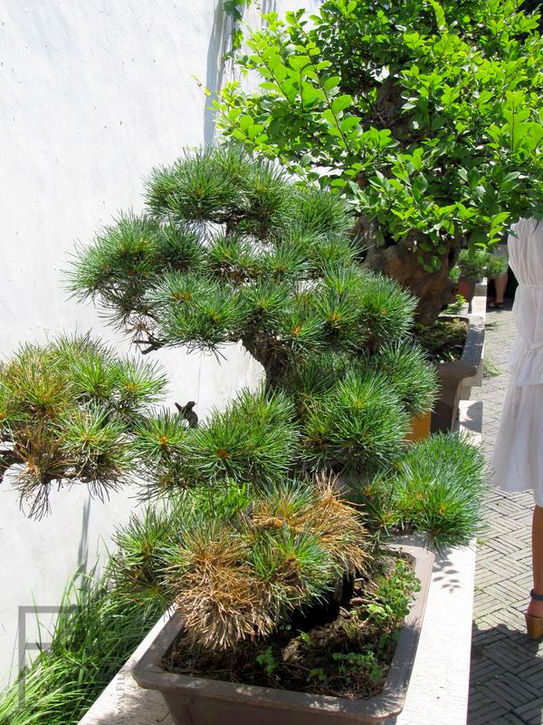 Bonsai / penzai (penjing)