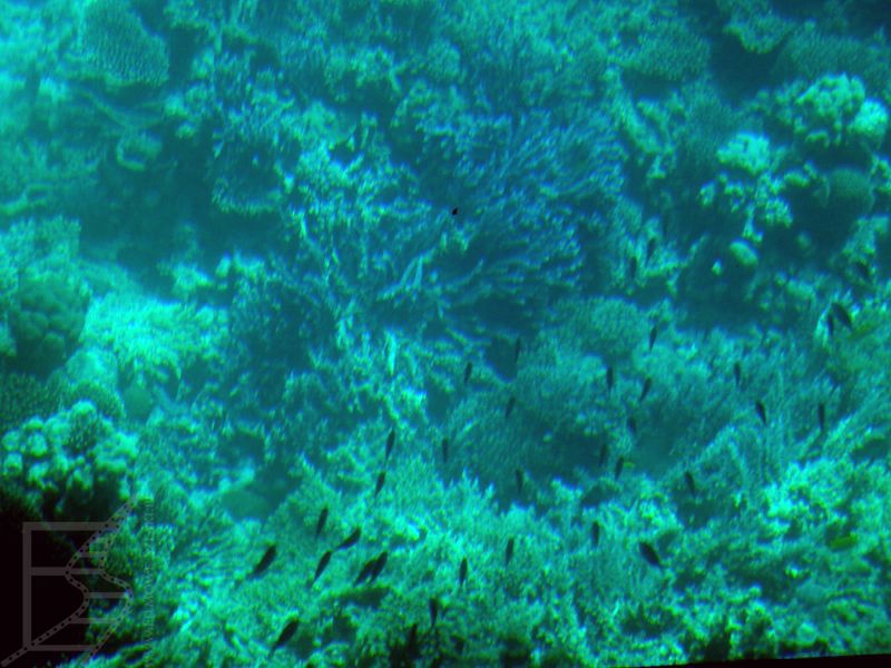 Rafa koralowa - Morze Czerwone (Hurghada)