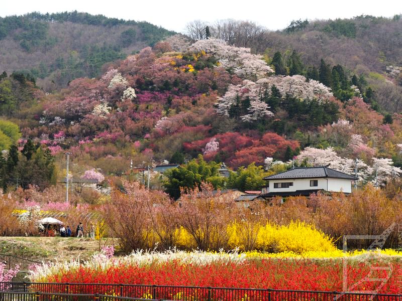 Hanamiyama Park w Fukushimie