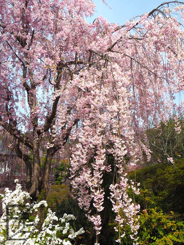 Drzewo wiśni w czasie kwitnienia (Hanami)