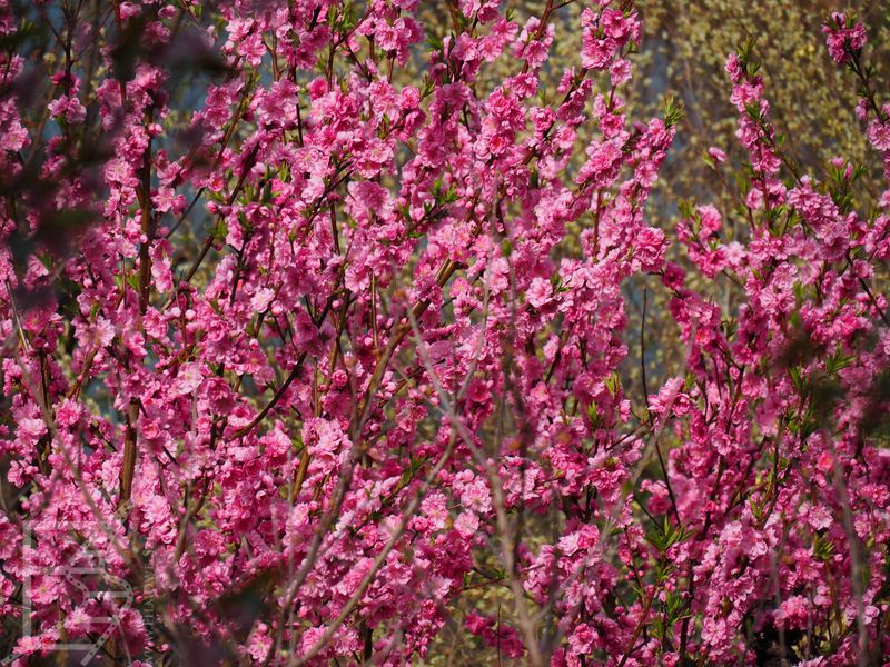 Sakura (Hanami)