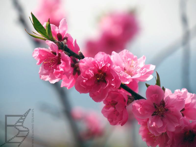 Kwitnąca sakura (Hanami)