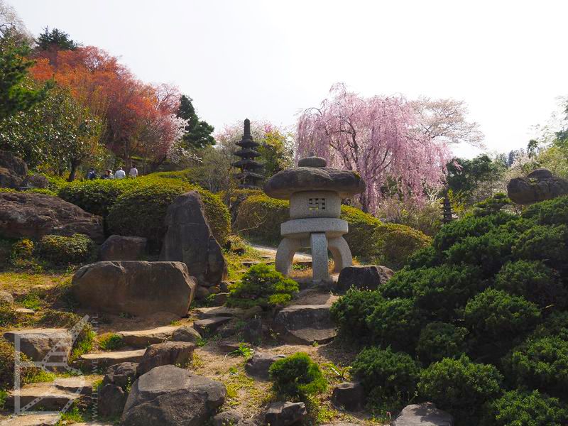 Park Hanamiyama w Fukushimie