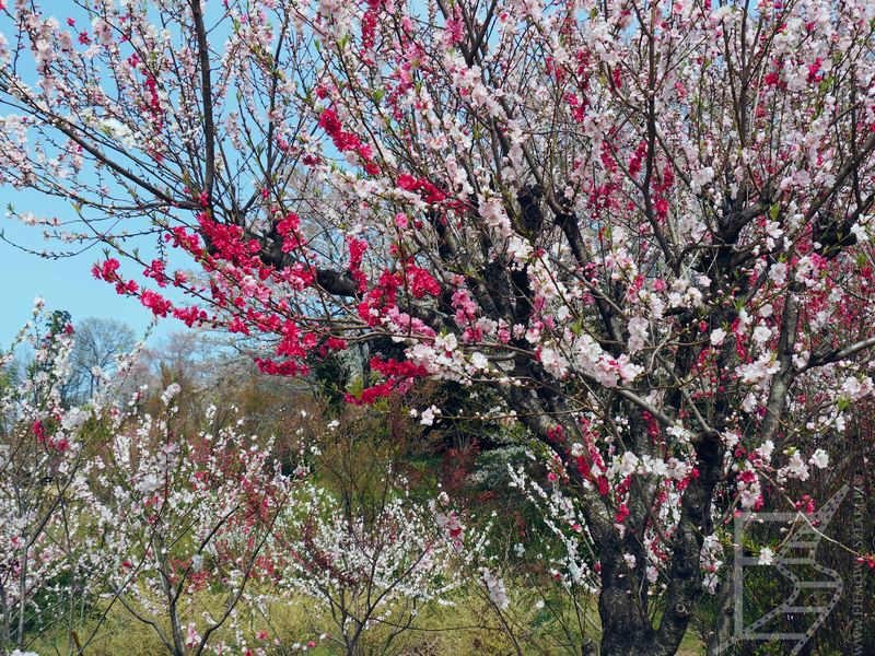 Fukushima, kwitnąca sakura