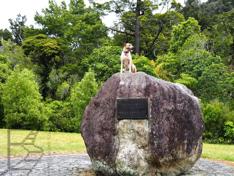 Ścieżka spacerowa w Kaitoke Regional Park