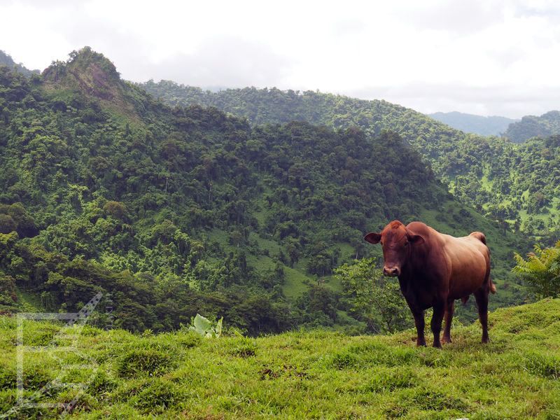 Krowa na Samoa