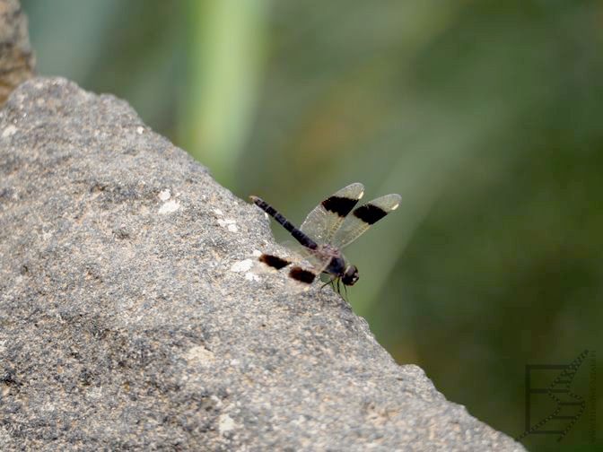 Ważka (Rezerwat Azraq Wetland, Jordania)