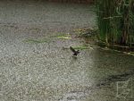 Azraq Wetland