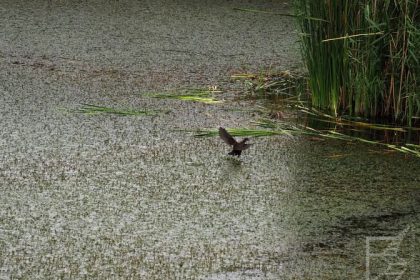 Azraq Wetland