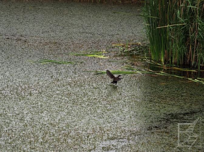 Azraq Wetland