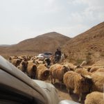 Jordańska trasa i owce