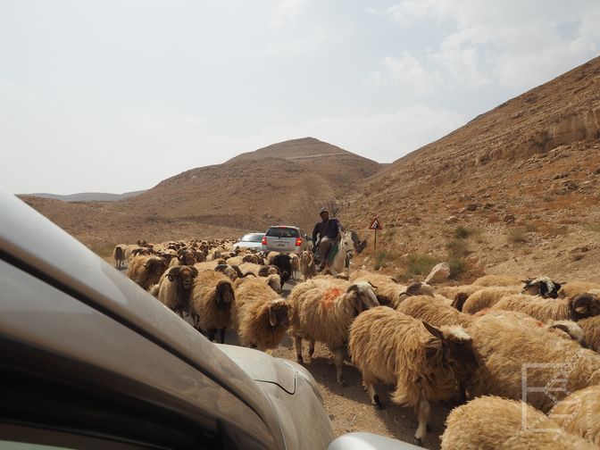 Owce na drodze (Jordania na własną rękę samochodem)