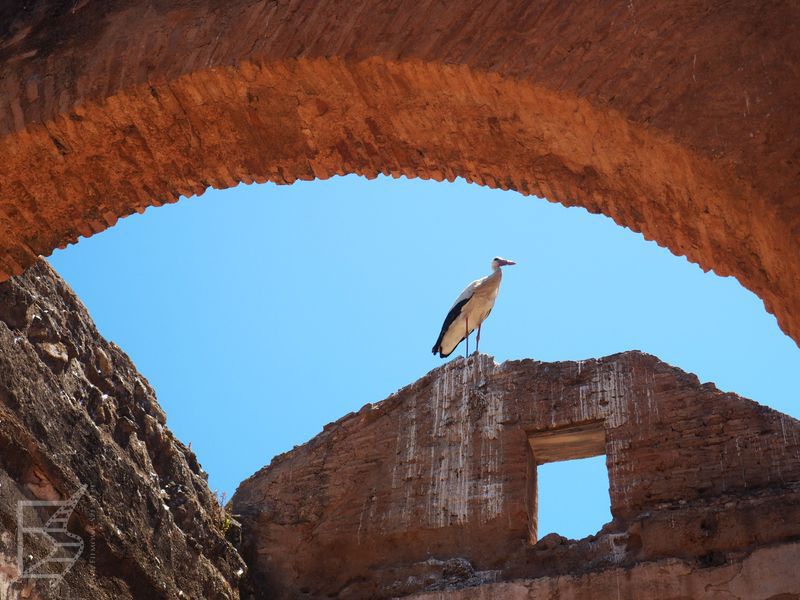 Szalla - stanowisko archeologiczne i bociany (Rabat)