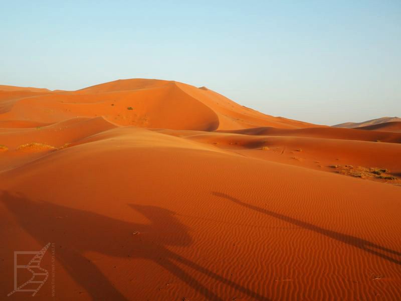 Cienie wielbłądów (pustynia Erg Chebbi)