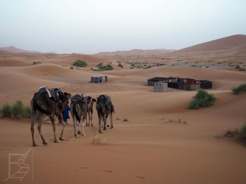 Wielbłądy pośród wydm pustyni Erg Chebbi