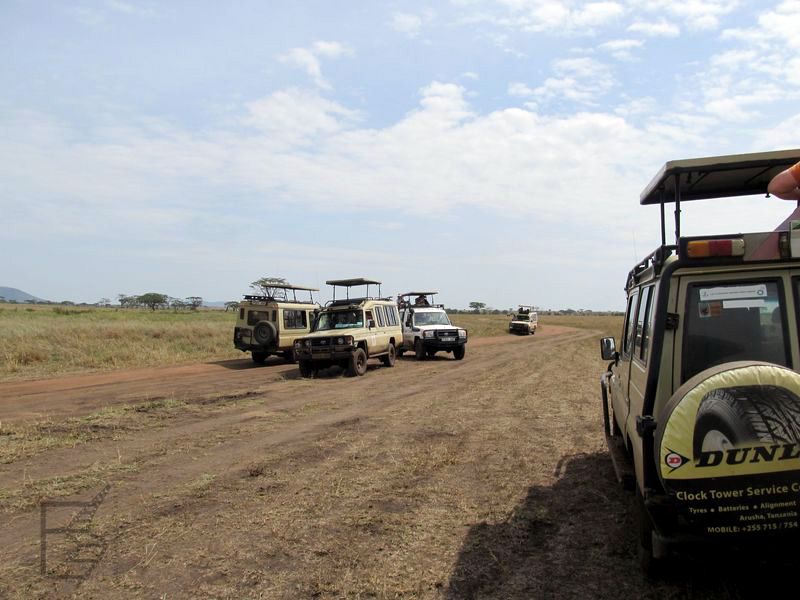 Serengeti i samochody na safari