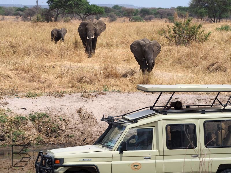 Słonie w Tarangire (safari w Tanzanii)