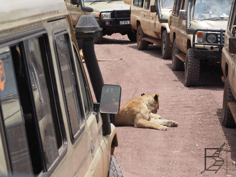 Lwy na drodze w Ngorongoro (Tanzańskie safari)