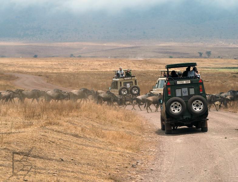 Gnu w Ngorongoro (Safari, Tanzania)