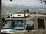 Lobo w Serengeti