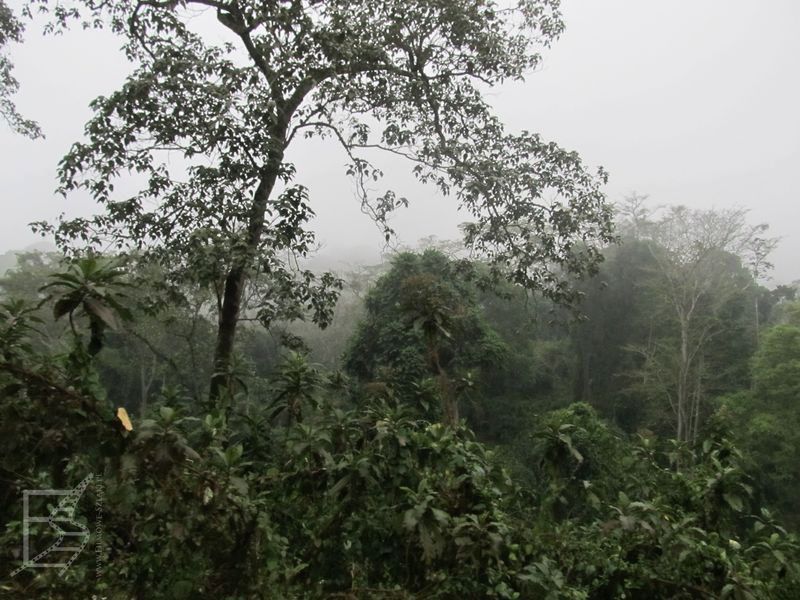 Lasy mgliste (Ngorongoro)