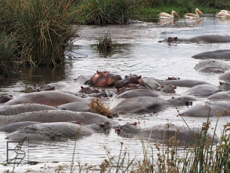 Hipopotamy w Ngorongoro