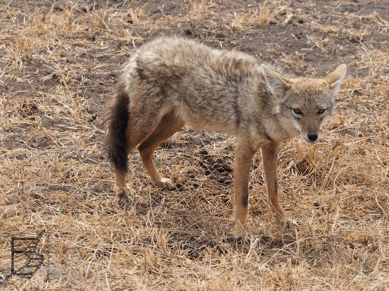 Szakal (Ngorongoro)