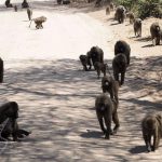 Małpy w PN Jezioro Manyara