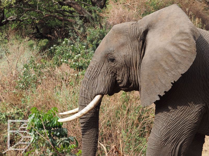 Słoń (Park Narodowy Jezioro Manyara)