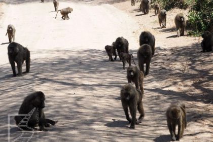 Małpy w PN Jezioro Manyara