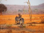 Zebry stepowe (Equus quagga, ang. plains zebra)