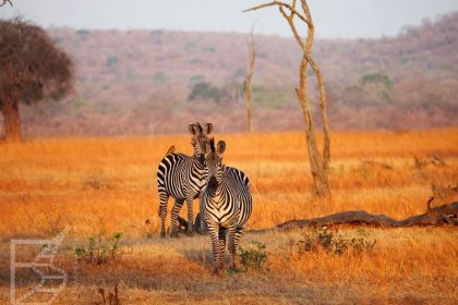Zebry stepowe (Equus quagga, ang. plains zebra)