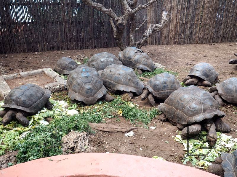 Żółwie olbrzymie, czyli Changuu lub Prison Island, albo wyspa żółwi koło Zanzibaru