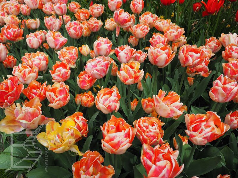 Tulipany w Lisse