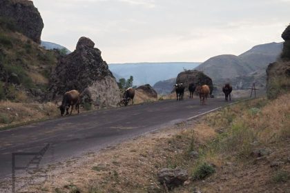 Krowy na drodze (Gruzja)